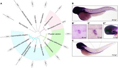 Dual-Specificity Phosphatase 14 Regulates Zebrafish Hair Cell Formation Through Activation of p38 Signaling Pathway